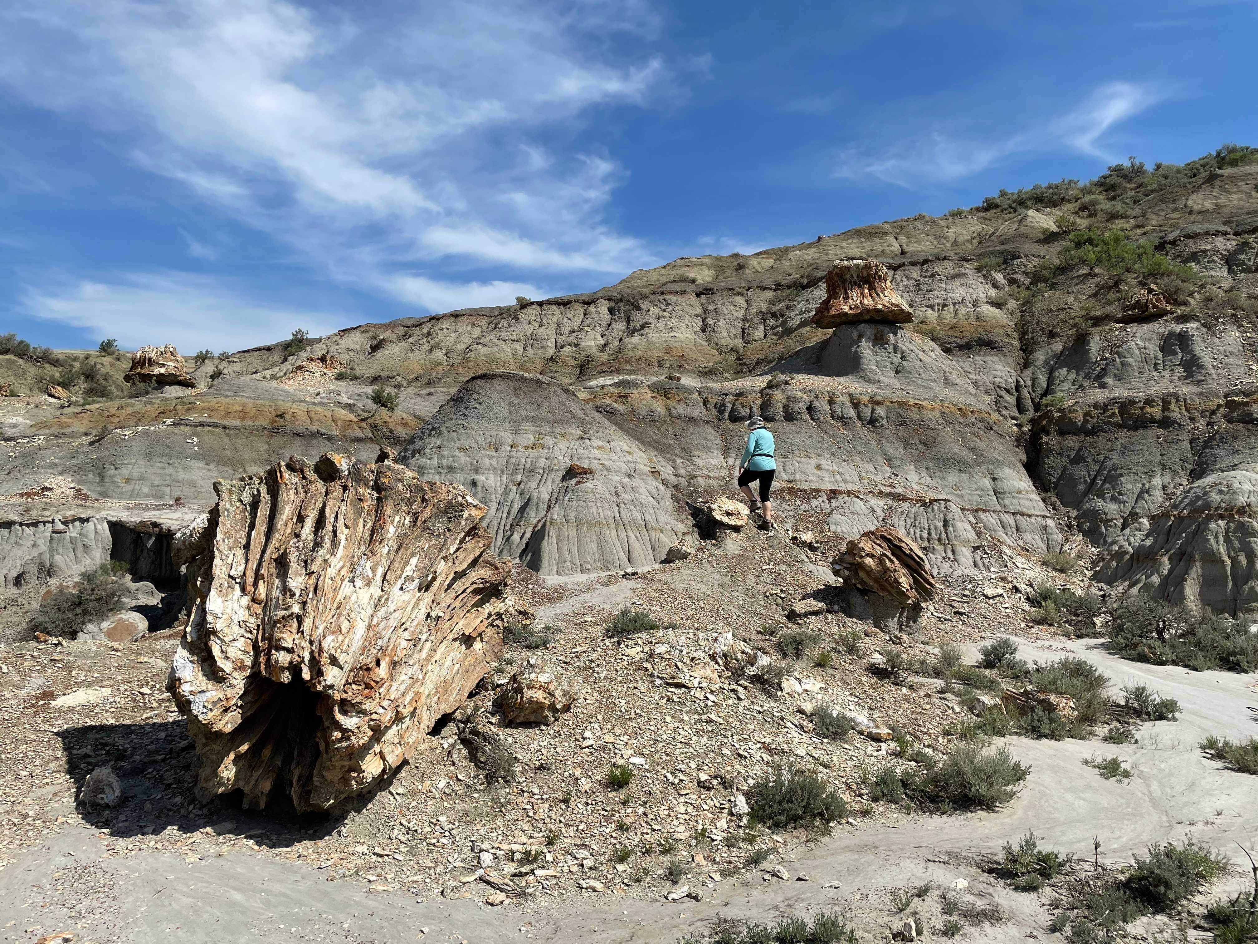 Theodore Roosevelt NP